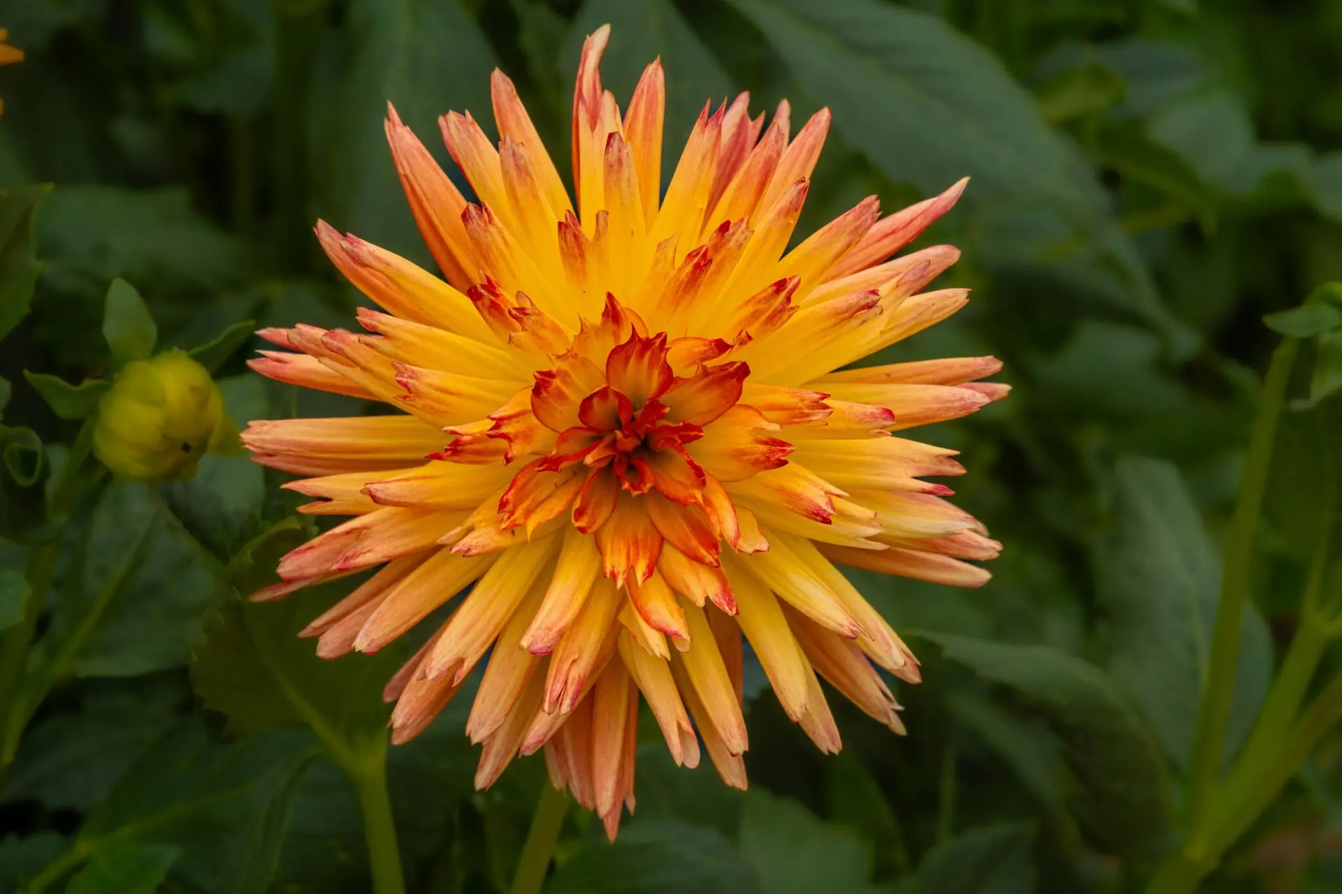 Close-up of a vibrant orange dahlia in full bloom, captured in a lush garden.